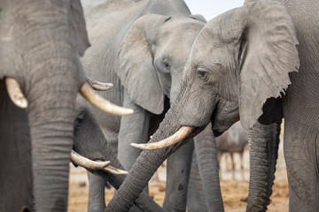 Obraz premium Herd of elephants gathered together in a group at a water hole drinking in Savuti Botswana