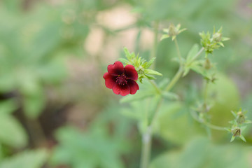 Dark Crimson Cinquefoil