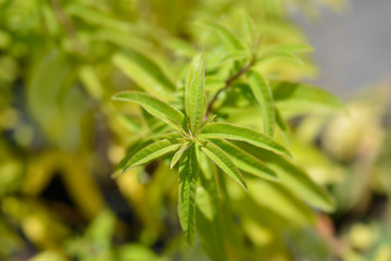 Lemon verbena