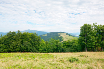 primeval beech forest in mountains. mountain landscape in summer. grass on the meadow. svydovets ridge in the distance. beauty of ukrainian carpathians nature