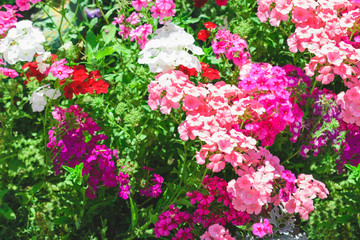 Fototapeta na wymiar Pink flowers in the garden. Bright floral background.