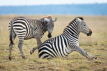 Female zebra with blue eyes sitting on grass with younger zebra in Amboseli in Kenya