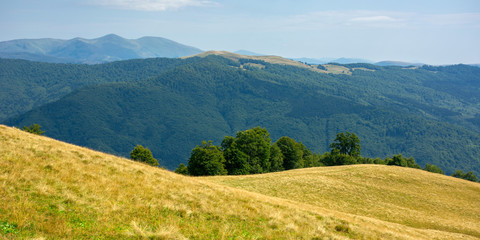 Fototapeta premium primeval beech forest on the mountain meadow. beautiful landscape in summer. grass and trees on the hills. beauty of transcarpathian nature