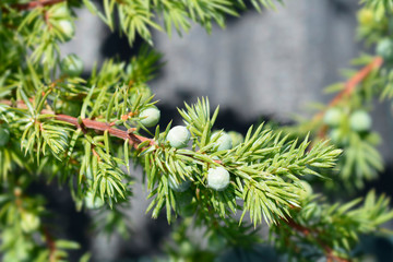 Shore Juniper Schlager