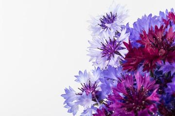 Bouquet of blue cornflowers isolated on white background. Space for text