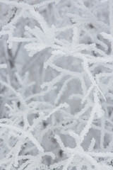 Snow and rime ice on the branches of bushes. Beautiful winter background with trees covered with...