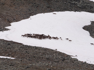 Troupeau de rennes en Suède dans les montagnes enneigées