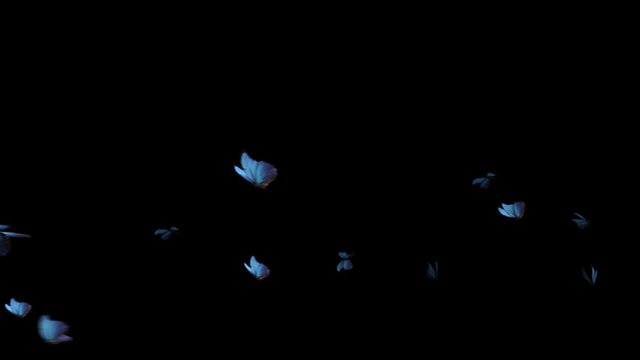 Many Butterflies flies in and flies out. Only 4K Format Mov Codec Png With Alpha Channel! 3d render Animation isolated with alpha channel matte, Ultra-High Definition 4K. 