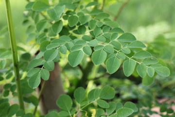 Fototapeta na wymiar Moringa leaf