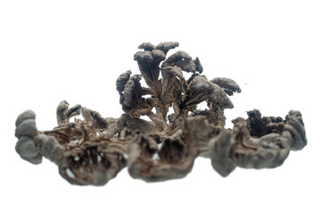 Schizophyllum commune mushroom or split gill.Mushrooms. dried mushroom food for health.