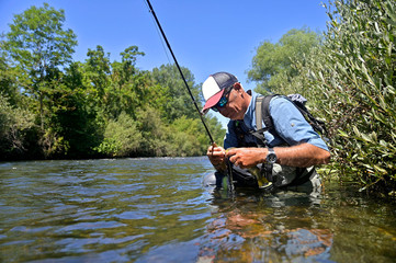 fly fisherman in summer catching brown trout fishing in a mountain river