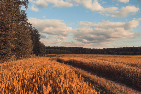 поле с пшеницой © АГИЛЬ КУЛДАШЕВ