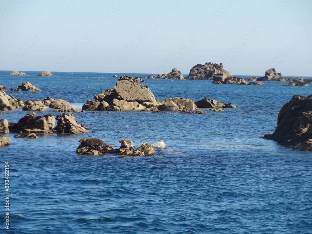 Poster phoques, les 7 iles, réserve ornithologique, , perros guirec, bretagne, france