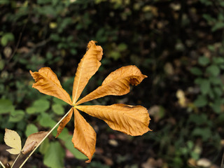 Isolated autumn leaves on dark background