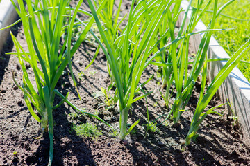 Green onions grow in the garden.
 Growing green onions on a bed in the open ground in summer. Fresh onions increase the body's resistance to bacteria and viruses.