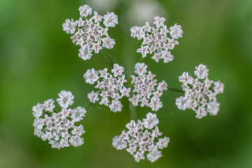 spring, Aragon Valley, Jacetania, Huesca, Spain