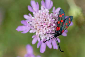 insect pollinating a flower, Aragon Valley, Jacetania, Huesca, Spain