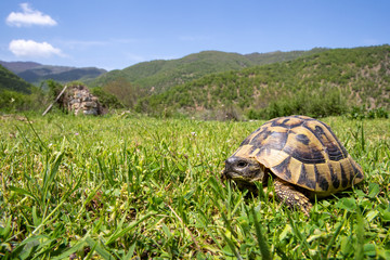Eine griechische Landschildkröte in ihrem Lebensraum in der Seitenansicht