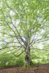 Obraz premium beech, Fagus sylvatica, Sierra de Aralar, Navarra, spain