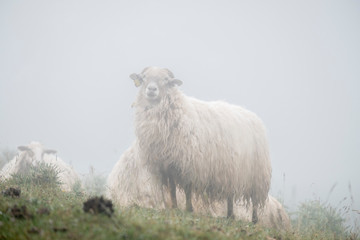 lacha sheep, Sierra de Aralar, Navarra, spain