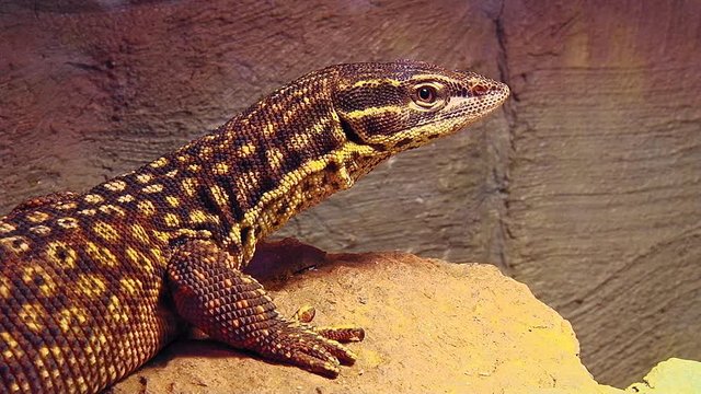 Yellow Ackie Monitor (varanus acanthurus) Relaxing On A Hot Stone, Looking Into Camera, Close Up.