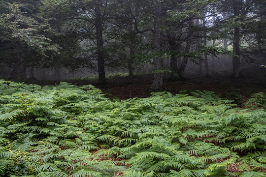 ferns, Sierra de Aralar, Navarra, spain