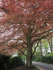 a copper beech tree in Spring foliage 