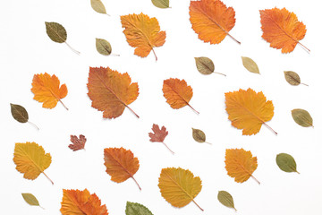 Autumn pattern. Colorful leaves on white background.