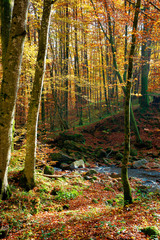 trees on the bank on the mountain river. forest stream among the forest in colorful foliage. sunny autumn weather