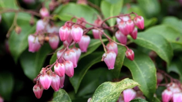 馬酔木」の写真素材 | 2,403件の無料イラスト画像 | Adobe Stock