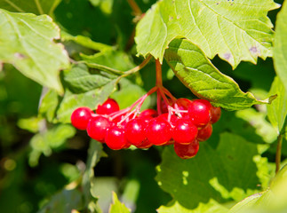 Viburnum berries.
 Viburnum on the garden plot is not only beautiful, but also useful, honey-bearing, medicinal and edible plant.