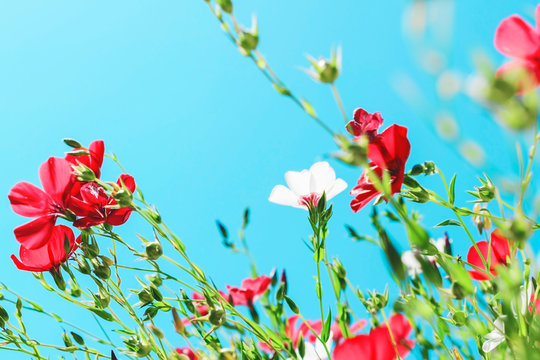 Red And White Flowers On A Blue Background.