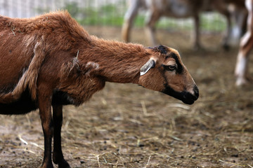 Brown ram during molting in an aviary
