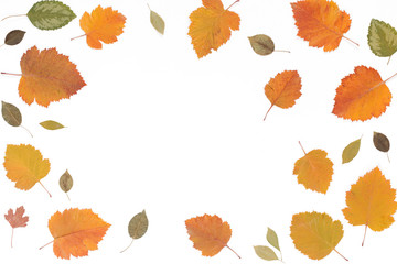 Frame of  autumn colorful leaves on white background. Copy space, top view, flat lay. Holiday concept.