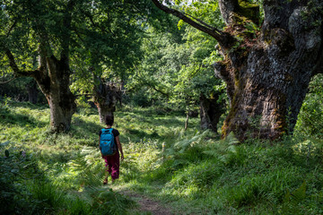 green route, forest of the Centennial Oaks, Munain and Okariz, Alava, basque country, spain