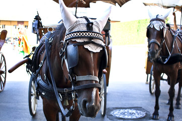 Primo piano di cavallo imbrigliato con i tradizionali cappucci di cotone anti-mosca, in attesa di portare i turisti con la carrozza in giro per la città