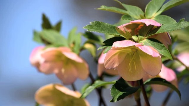 クリスマスローズは冬の花が少ないときに咲く貴重な植物