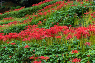 土佐山の彼岸花　曇りの日