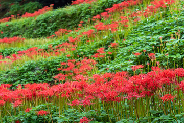 土佐山の彼岸花　曇りの日