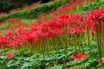 土佐山の彼岸花　曇りの日