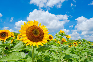 Fototapeta premium 青空とひまわり畑と白い雲 夏イメージ 奈良県営馬見丘陵公園
