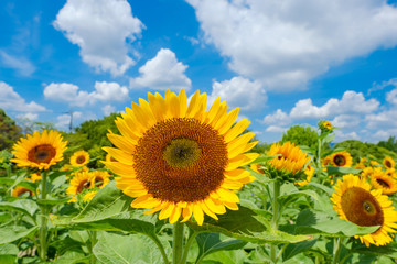Fototapeta premium 青空とひまわり畑と白い雲 夏イメージ 奈良県営馬見丘陵公園