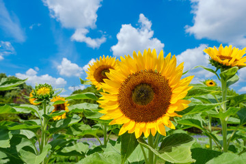 青空とひまわり畑と白い雲　夏イメージ　奈良県営馬見丘陵公園