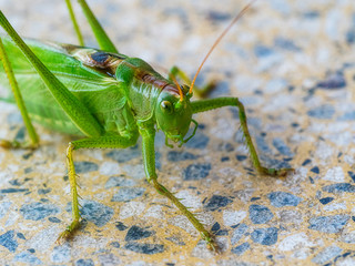Großer Grüner Heuschreck grasshopper