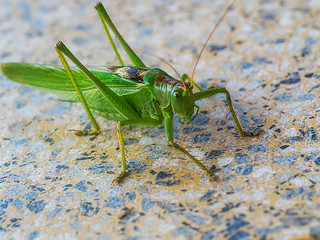 Großer Grüner Heuschreck grasshopper