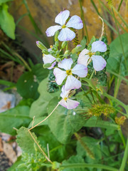 Wild radish or white charlock plant