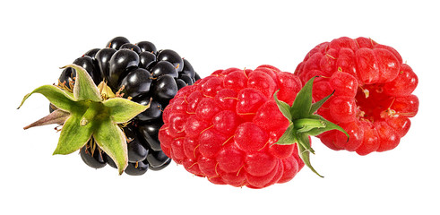 Fresh raspberry and blackberry isolated on white background