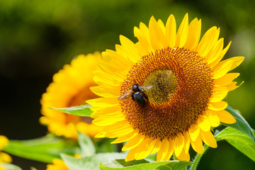 ひまわり畑　夏イメージ　公園