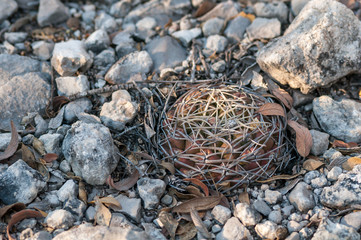 Kaktus in Mexico