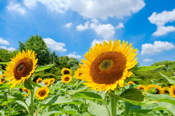 青空とひまわり畑と白い雲　夏イメージ　奈良県営馬見丘陵公園